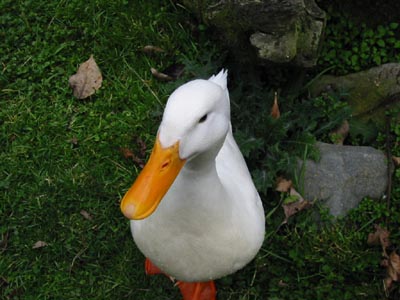 talking duck