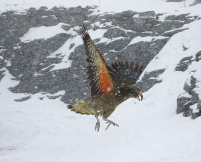 snow parrot