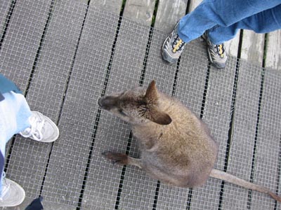 wallaby from above